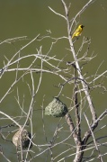 southern_masked-weaver (6)